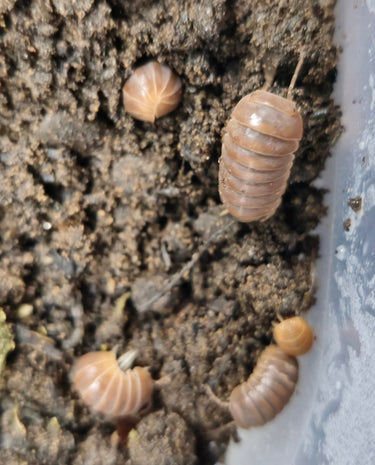 Armadillo isopods for sale